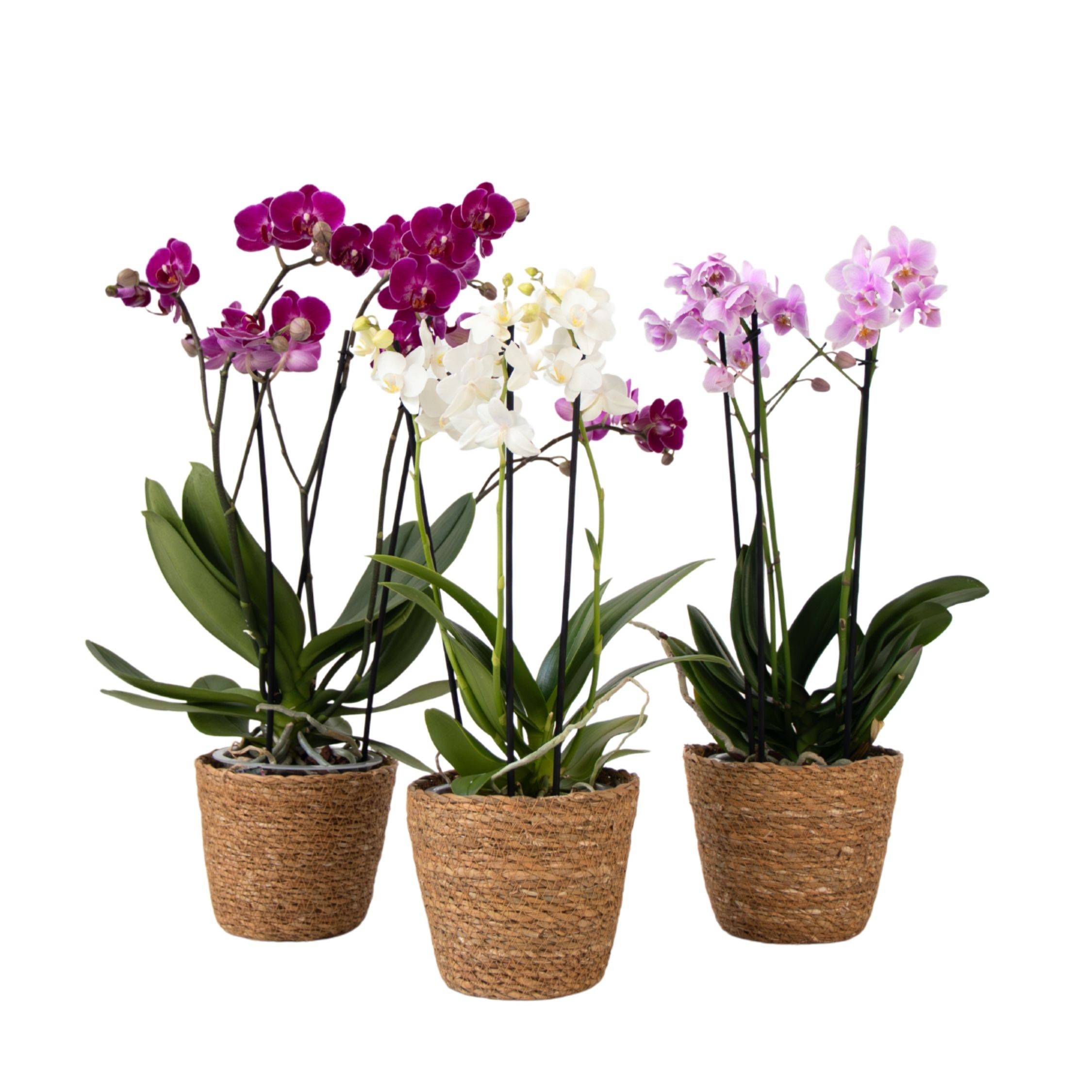 Orchidée - x3 - Phalaenopsis Multiflora dans panier - Hauteur 35-45cm - ⌀12cm - Image 1