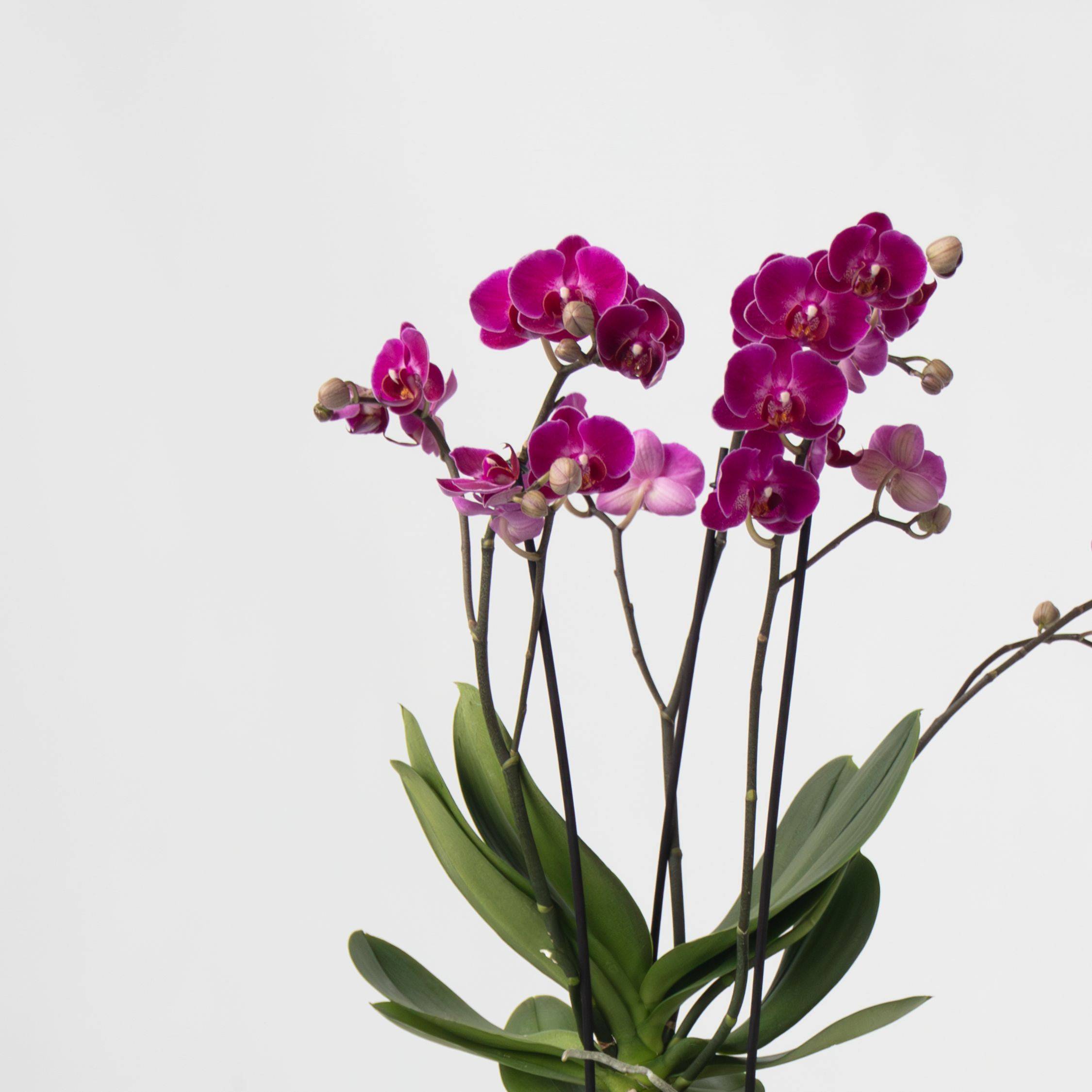 Orchidée - x3 - Phalaenopsis Multiflora dans panier - Hauteur 35-45cm - ⌀12cm - Image 4