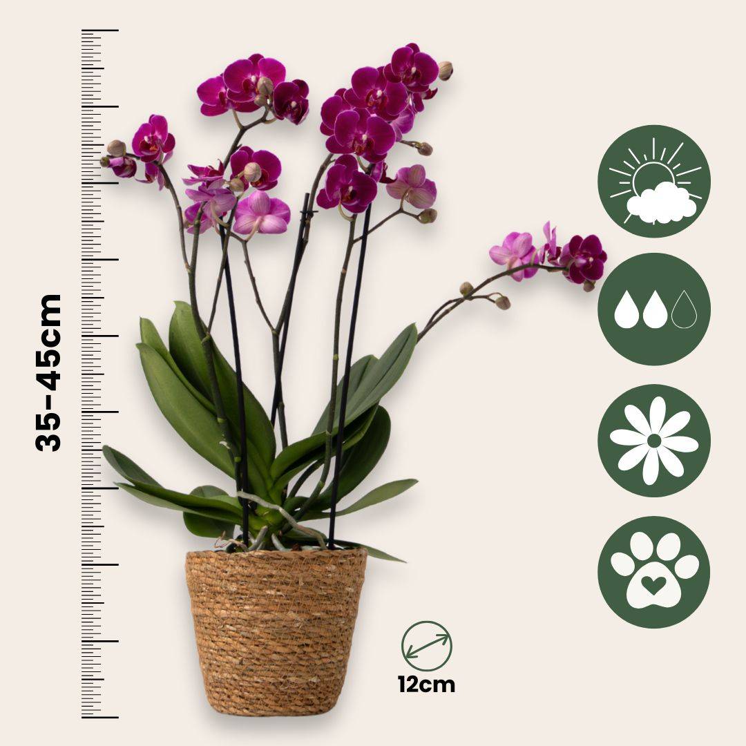 Orchidée - x3 - Phalaenopsis Multiflora dans panier - Hauteur 35-45cm - ⌀12cm - Image 5