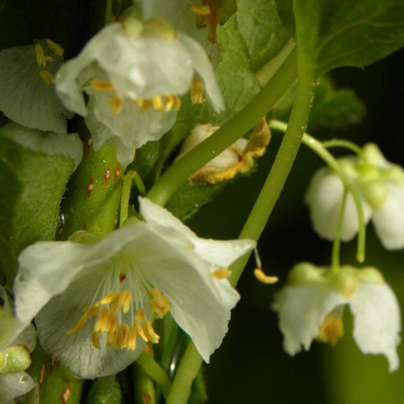 Kiwi arctique à fleurs Blanche - feuillage Caduc - Godet - 5/10 cm- hauteur à maturité De 3,00 m à 5,00 m - Image 4