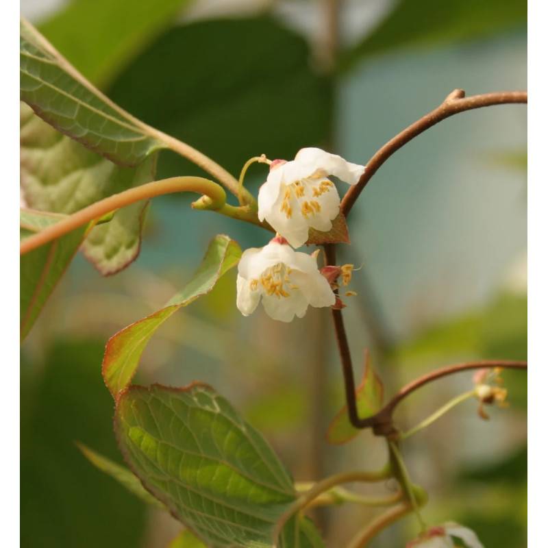 Kiwi arctique à fleurs Blanche - feuillage Caduc - Godet - 5/10 cm- hauteur à maturité De 3,00 m à 5,00 m - Image 10