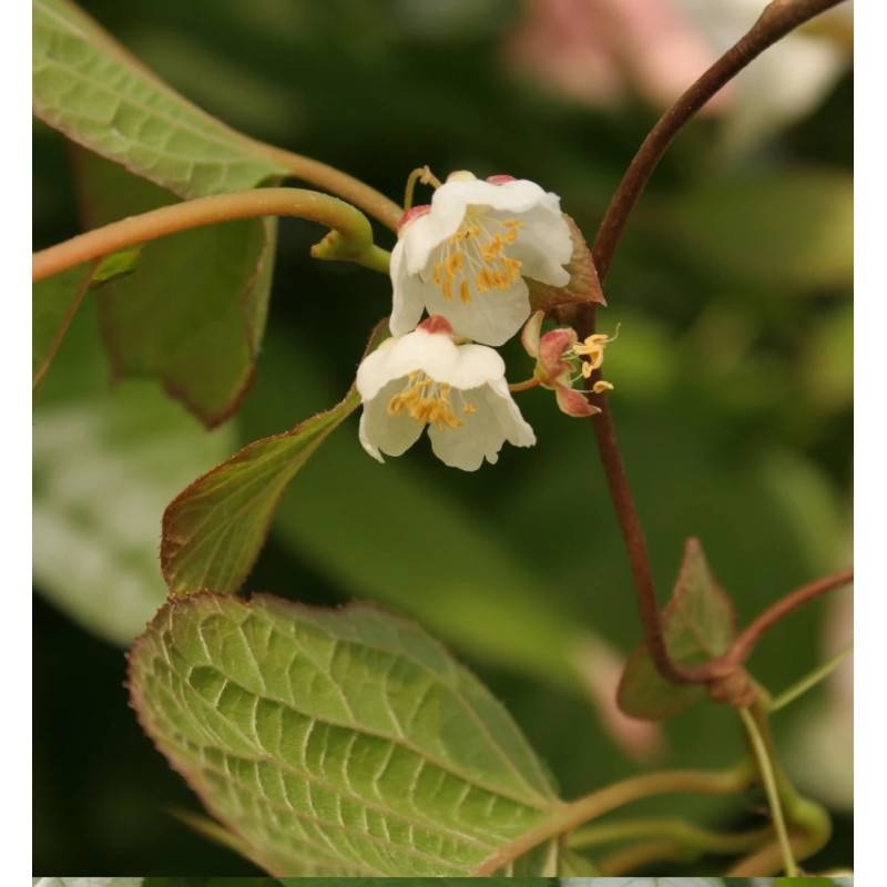 Kiwi arctique à fleurs Blanche - feuillage Caduc - Godet - 5/10 cm- hauteur à maturité De 3,00 m à 5,00 m - Image 9