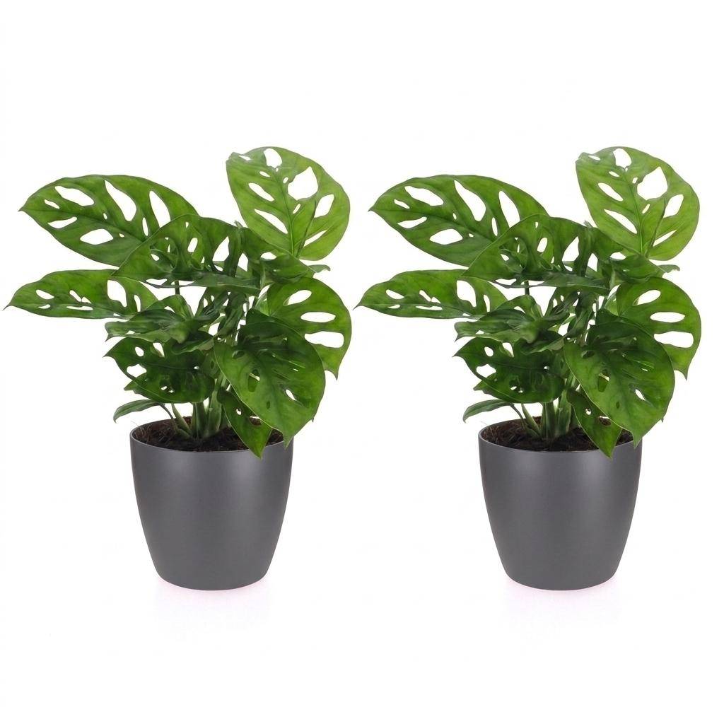 Monstera adansonii - avec pot gris - lot de 2 - Ø12cm - ↕25cm - Plantes d’intérieur - Image 2