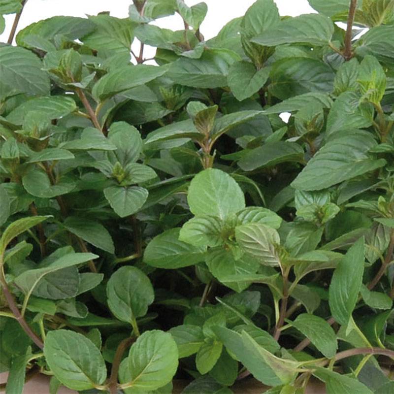 Menthe chocolat - Mentha x piperita schocominze Pot de 1,5L/2L