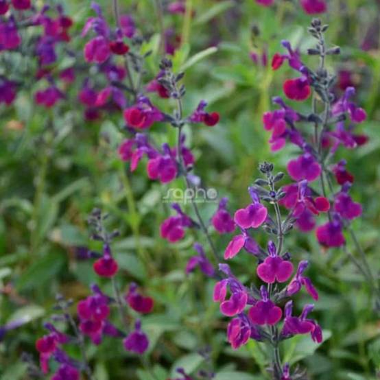 Sauge Violette de Loire® 'Barsal' à fleurs Violette - feuillage Caduc - Pot de 7,5L - 40/60 cm- hauteur à maturité De 0,50 m à 1,00 m - Image 1