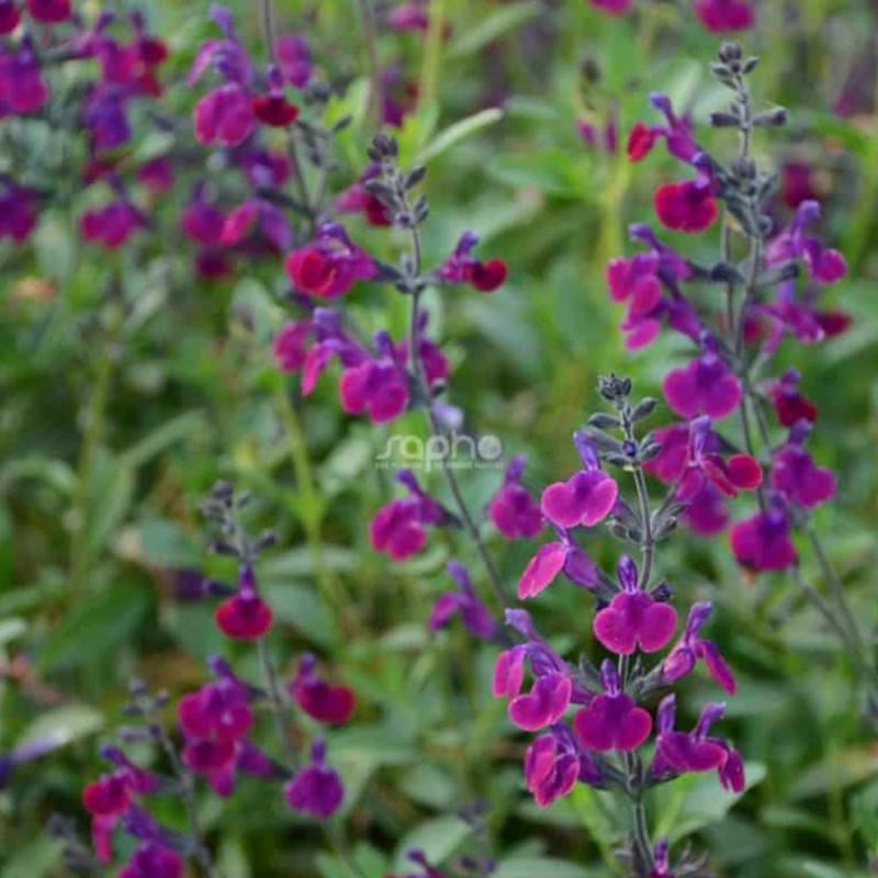 Sauge Violette de Loire® 'Barsal' à fleurs Violette - feuillage Caduc - Pot de 7,5L - 40/60 cm-  hauteur à maturité De 0,50 m à 1,00 m
