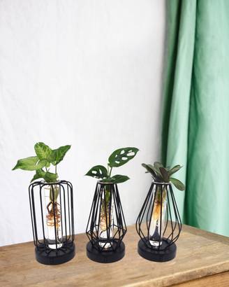 Trio de Plantes en Hydroculture - H20cm