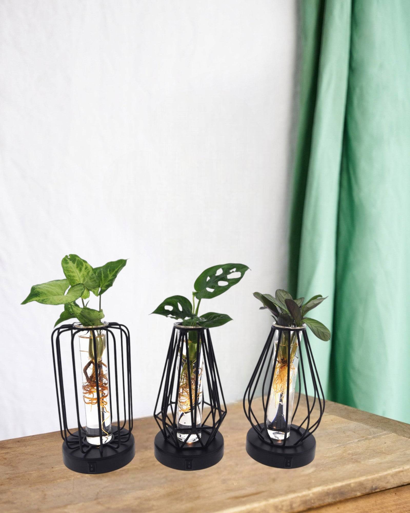 La Green Touch - Trio de Plantes en Hydroculture - H20cm