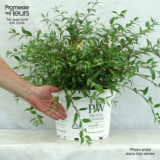 Deutzia Yuki Cherry Blossom Pot de 7,5L/10L - Image 2