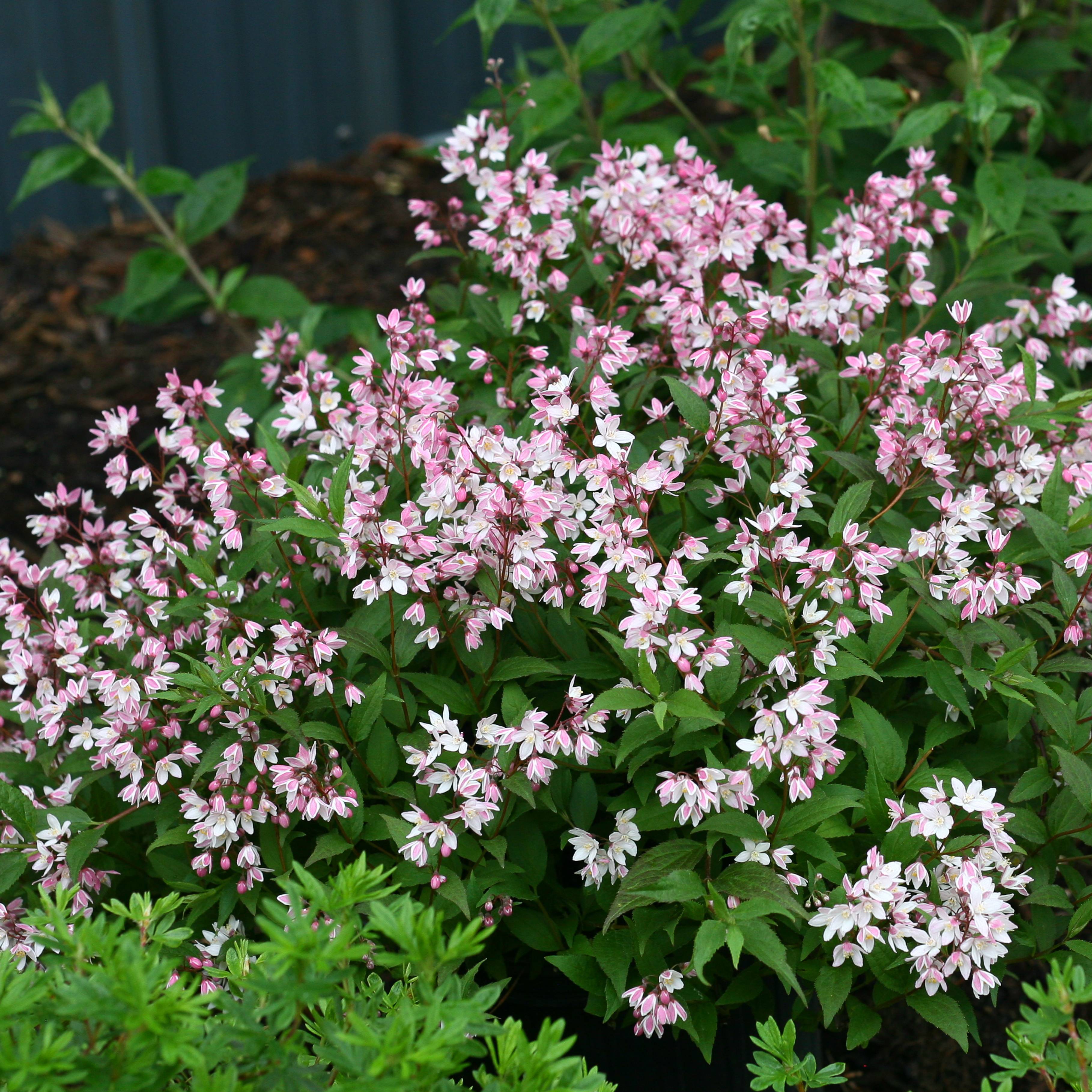 Deutzia Yuki Cherry Blossom Pot de 7,5L/10L - Image 1