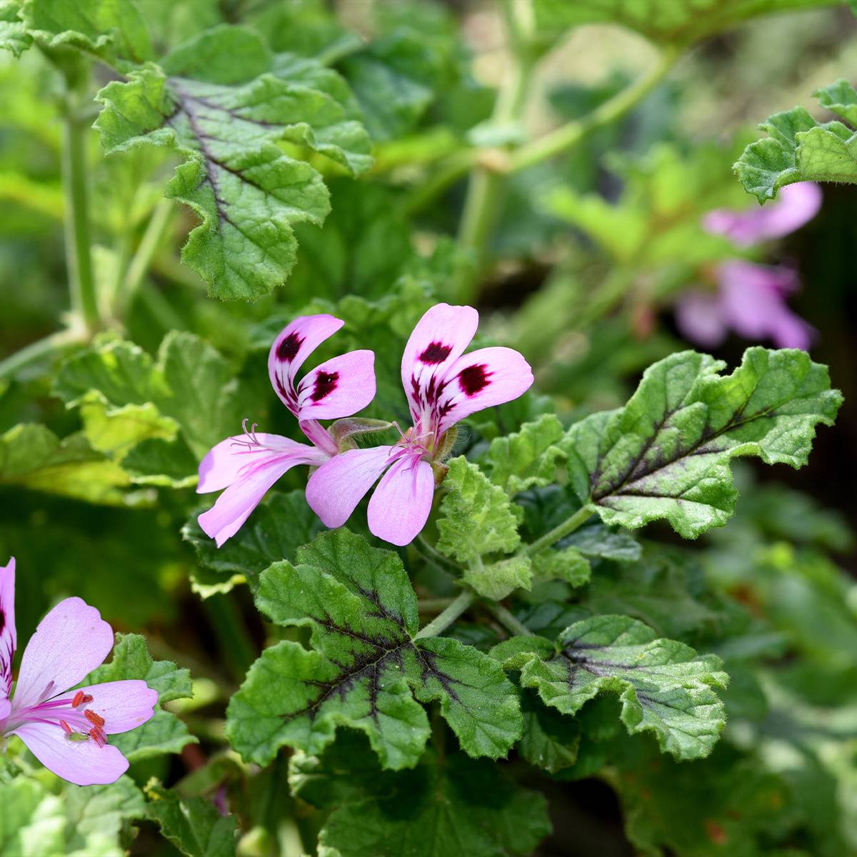 Pelargonium odorant quercifolium Royal Oak - Géranium au parfum balsamique Godet de 8/9 cm