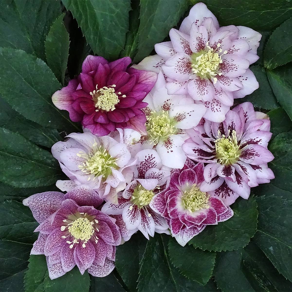 Promesse de Fleurs - Hellebore orientale Magic Double rose Pot de 2L/3L