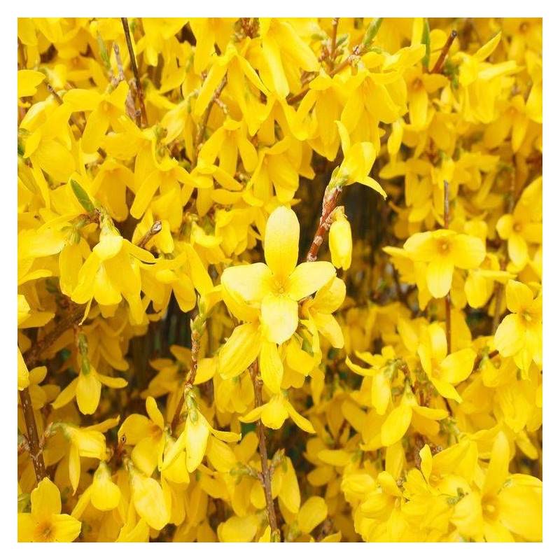 Forsythia Lynwood, Mimosa de Paris à fleurs Jaune - feuillage Caduc - Pot de 7,5L - 60/80 cm-  hauteur à maturité De 1,50 m à 2,00 m - Imagen 10