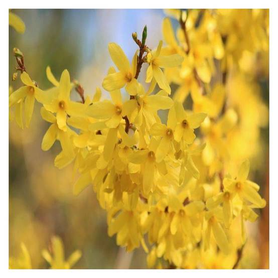 Forsythia Lynwood, Mimosa de Paris à fleurs Jaune/ - feuillage Caduc - Pot de 7,5L - 60/80 cm - Image 7