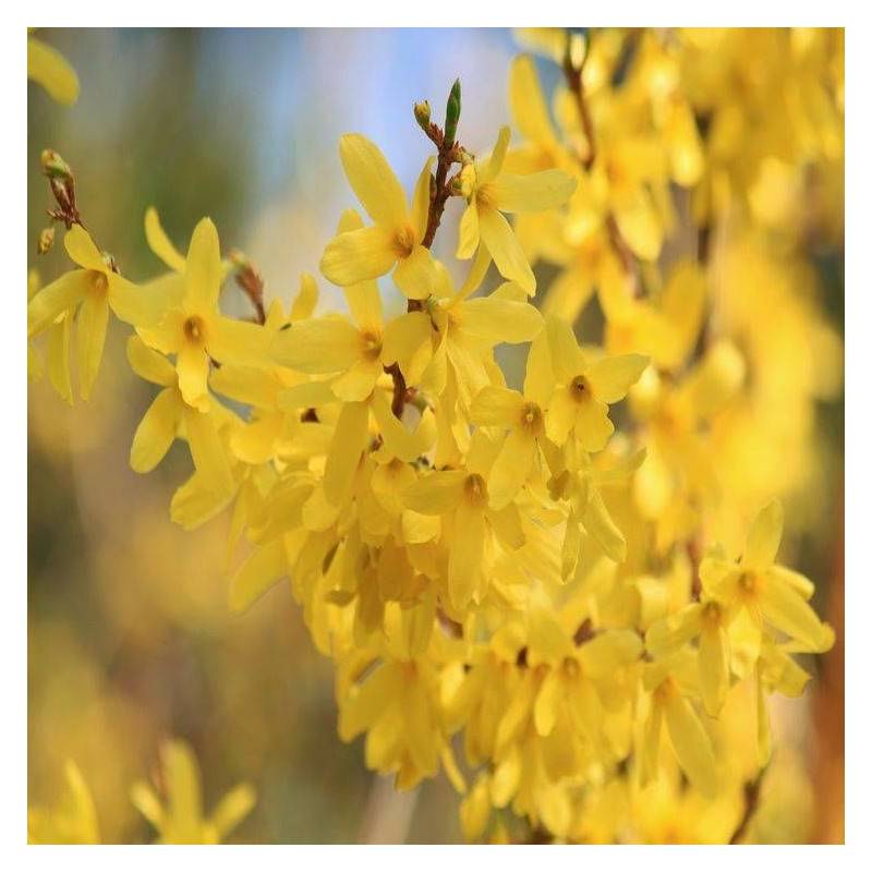Forsythia Lynwood, Mimosa de Paris à fleurs Jaune - feuillage Caduc - Pot de 7,5L - 60/80 cm-  hauteur à maturité De 1,50 m à 2,00 m - Imagen 7