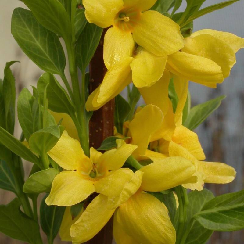 Forsythia Lynwood, Mimosa de Paris à fleurs Jaune - feuillage Caduc - Pot de 7,5L - 60/80 cm-  hauteur à maturité De 1,50 m à 2,00 m - Imagen 2