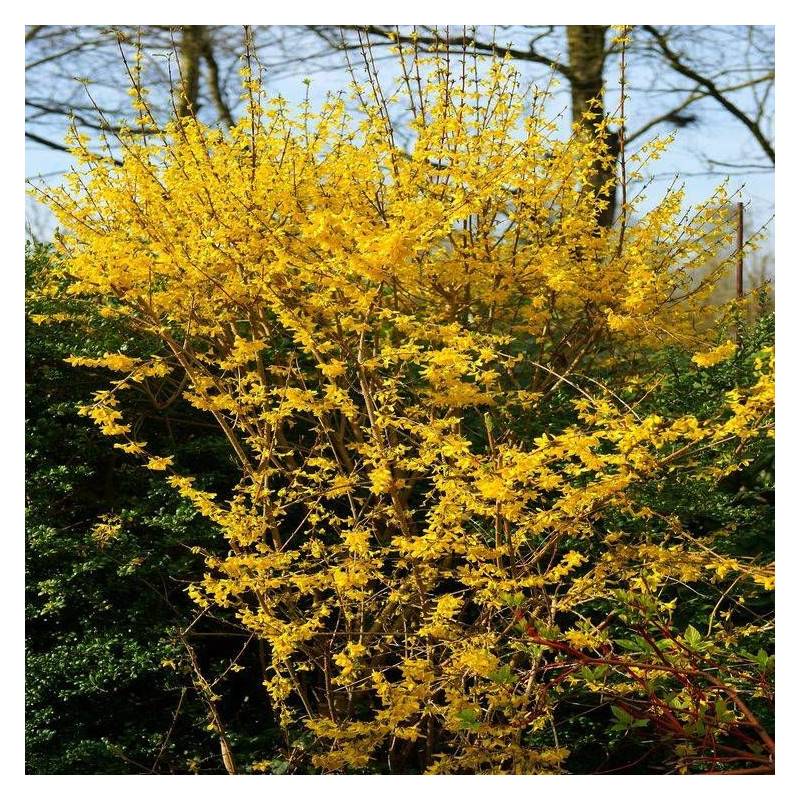 Forsythia Lynwood, Mimosa de Paris à fleurs Jaune - feuillage Caduc - Pot de 7,5L - 60/80 cm-  hauteur à maturité De 1,50 m à 2,00 m - Imagen 5