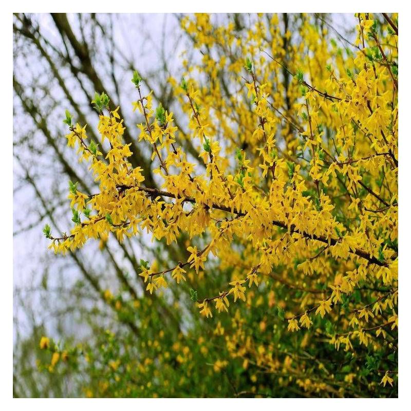 Forsythia Lynwood, Mimosa de Paris à fleurs Jaune - feuillage Caduc - Pot de 7,5L - 60/80 cm-  hauteur à maturité De 1,50 m à 2,00 m - Imagen 4