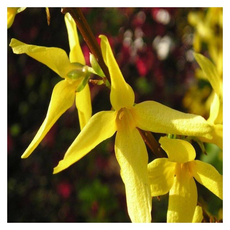 Forsythia Lynwood, Mimosa de Paris à fleurs Jaune - feuillage Caduc - Pot de 7,5L - 60/80 cm-  hauteur à maturité De 1,50 m à 2,00 m - Imagen 9