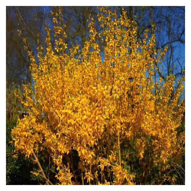 Forsythia Lynwood, Mimosa de Paris à fleurs Jaune - feuillage Caduc - Pot de 7,5L - 60/80 cm-  hauteur à maturité De 1,50 m à 2,00 m - Imagen 6