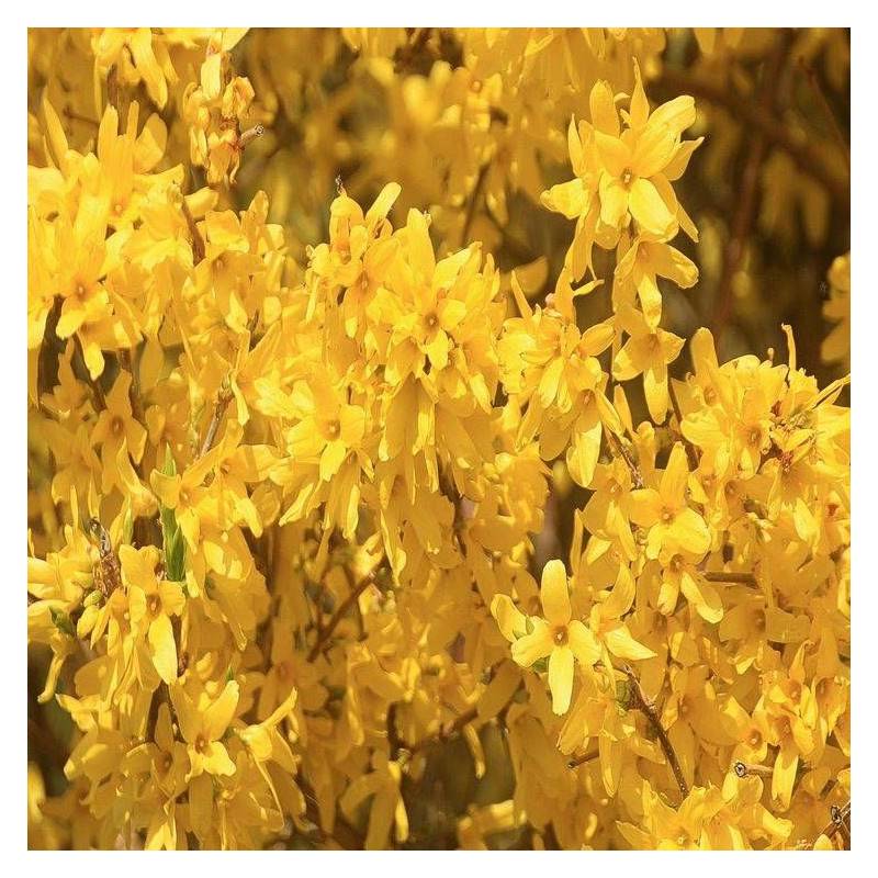 Forsythia Lynwood, Mimosa de Paris à fleurs Jaune - feuillage Caduc - Pot de 7,5L - 60/80 cm-  hauteur à maturité De 1,50 m à 2,00 m - Imagen 8
