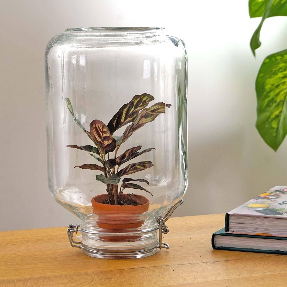 La Green Touch - Easyplant - Baby plante sous verre- La Green Touch   -
