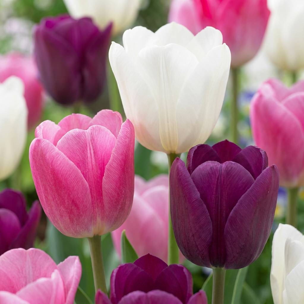 La Green Touch - Tulipe en mélange pastel - 24 bulbes - Image 1