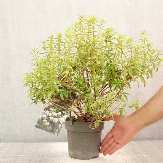 Rhododendron Artic Tern - Rhododendron nain Pot de 2L/3L - Image 2