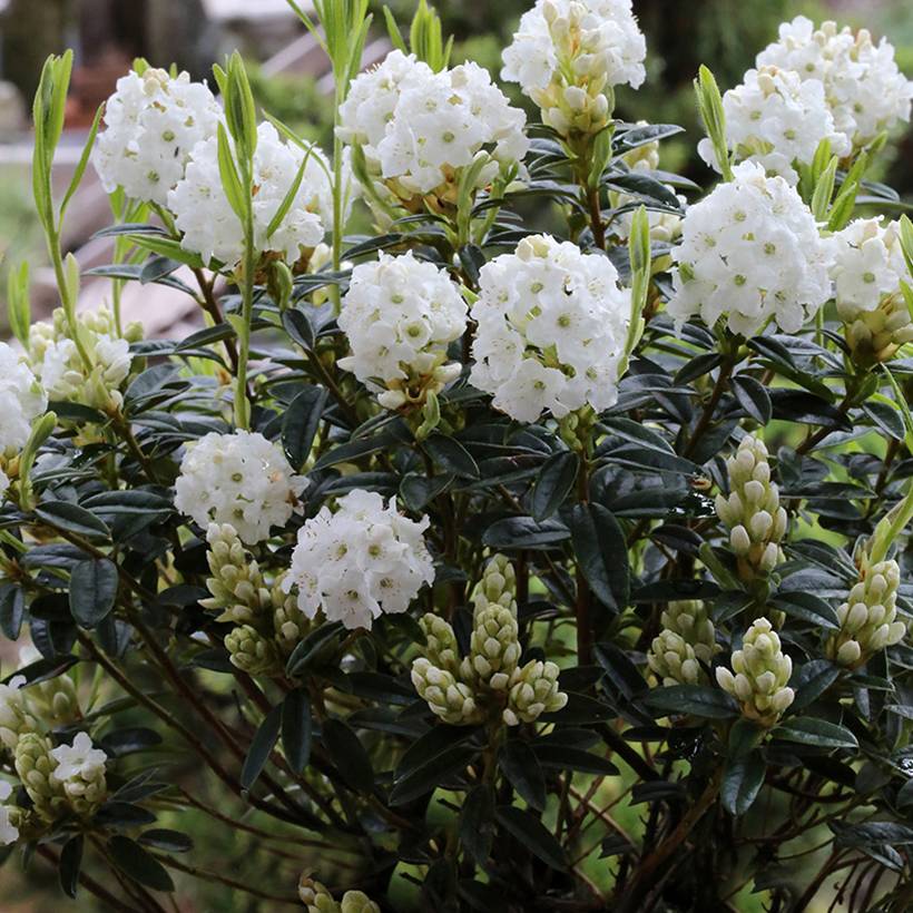 Rhododendron Artic Tern - Rhododendron nain Pot de 2L/3L - Image 1