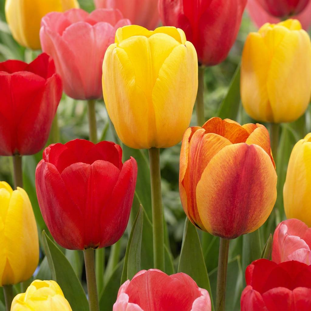 La Green Touch - Tulipe Darwin hybride en mélange - 15 bulbes - calibre 11/12 - Image 1