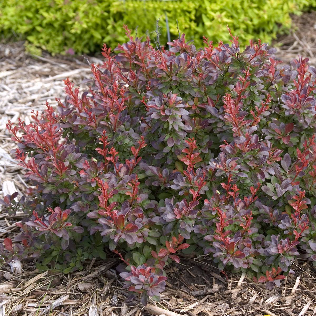 Berberis thunbergii Cabernet FIRST EDITIONS - Epine-vinette Pot de 3L/4L