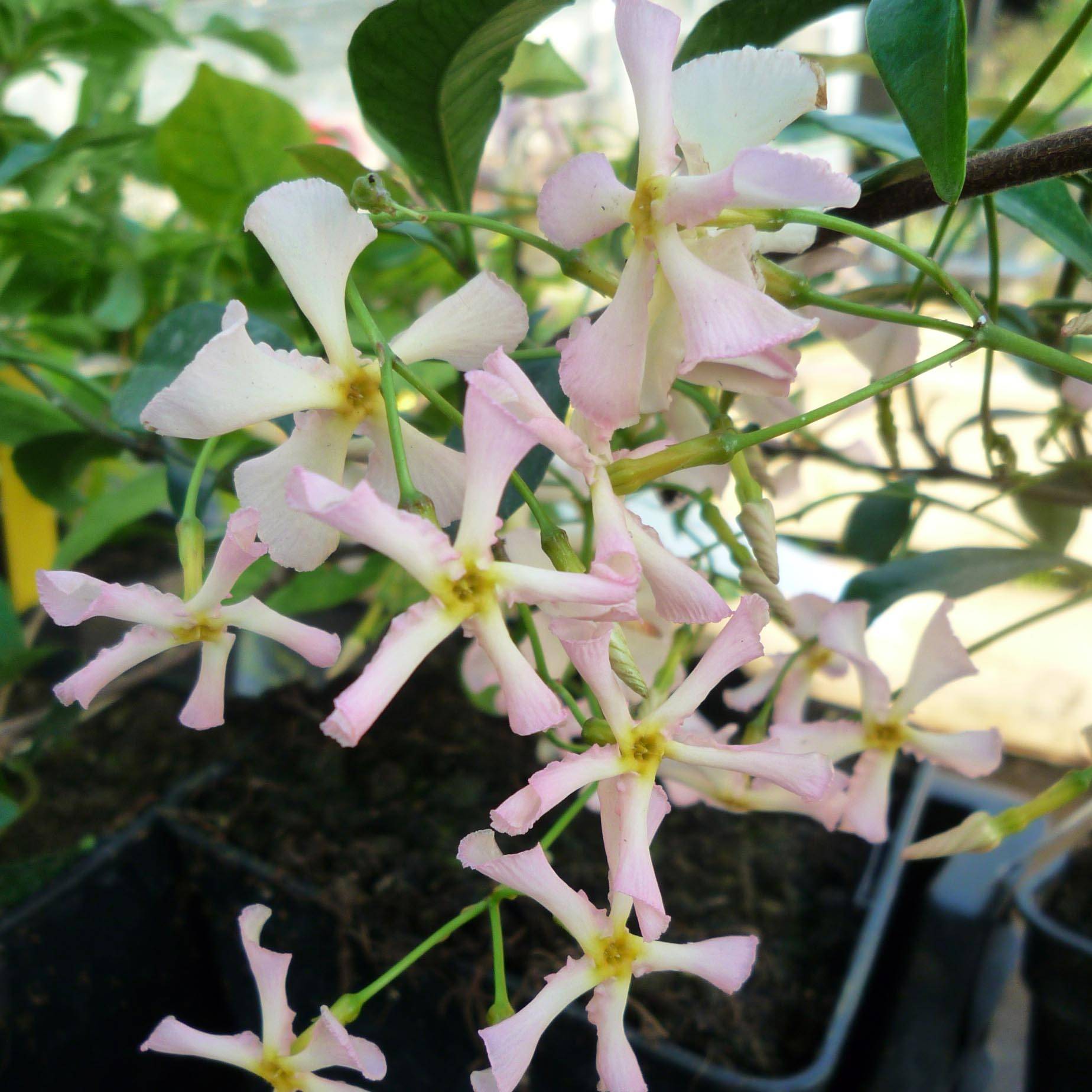 Trachelospermum asiaticum Pink Showers - Jasmin étoilé Pot de 2L/3L