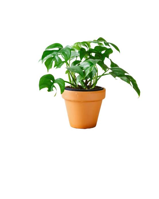 Monstera Minima 30cm - Plante d'intérieur- La Green Touch - Image 1