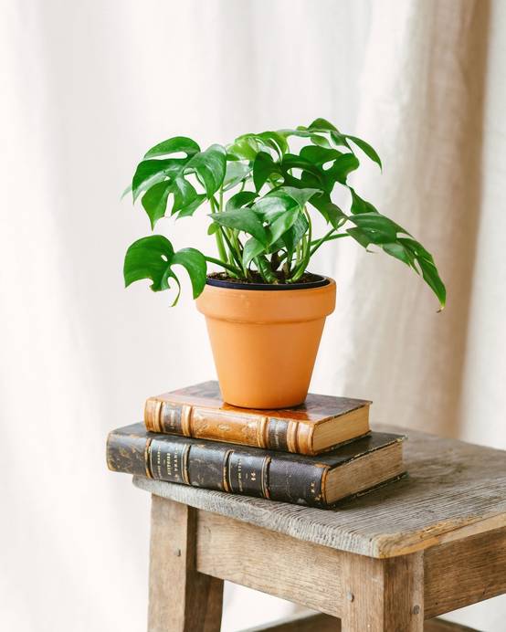 Monstera Minima 30cm - Plante d'intérieur- La Green Touch - Image 2