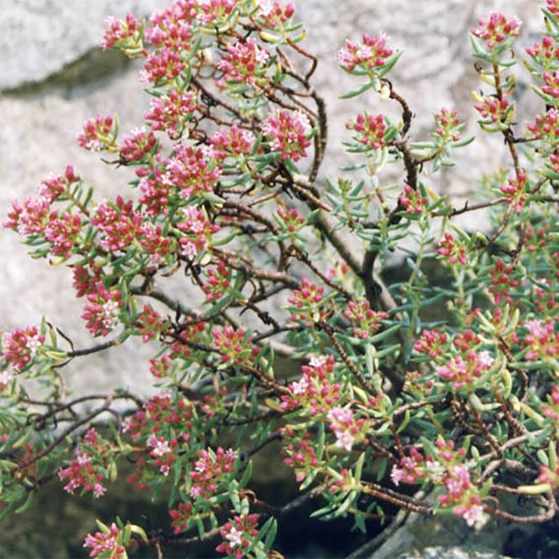 Promesse de Fleurs - Crassula sarcocaulis Godet de 8/9 cm
