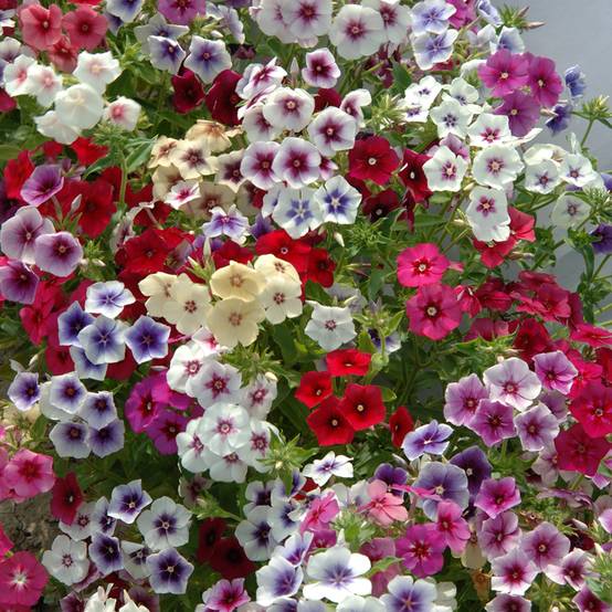 Graines de Phlox annuel Tapestry Mix - Phlox drummondii le sachet de 300 graines environ (0,7g)