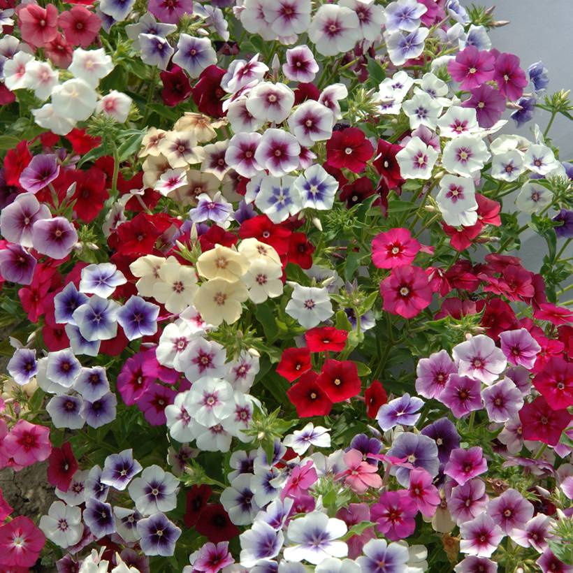 Graines de Phlox annuel Tapestry Mix - Phlox drummondii le sachet de 300 graines environ (0,7g)