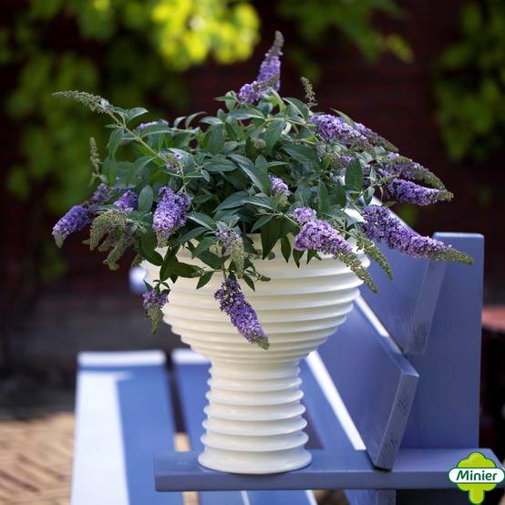 Buddleia Lilac Chip - Arbre aux papillons nain Pot de 2L/3L - Image 1