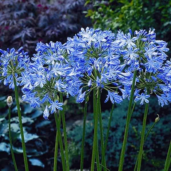 Agapanthe Blue Heaven Godet de 8/9 cm