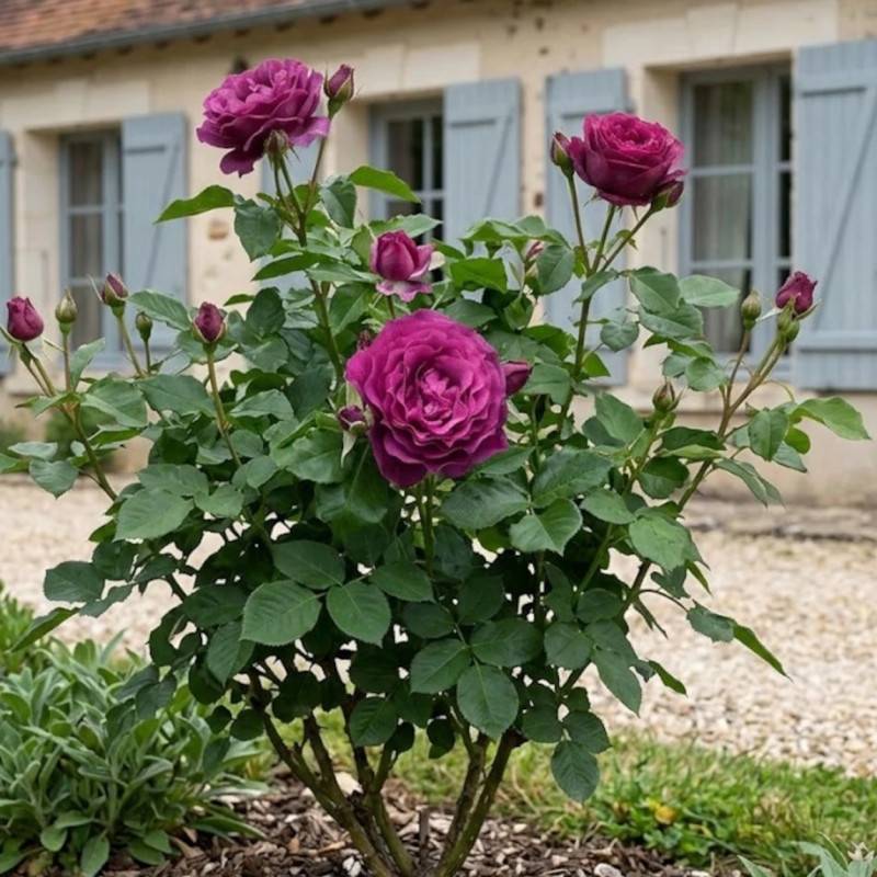 Rosier à fleurs groupées Blue Eden® 'Wekisosblip' à fleurs Rouge/Violette - feuillage Caduc - Pot de 3L - 20/40 cm - Image 3
