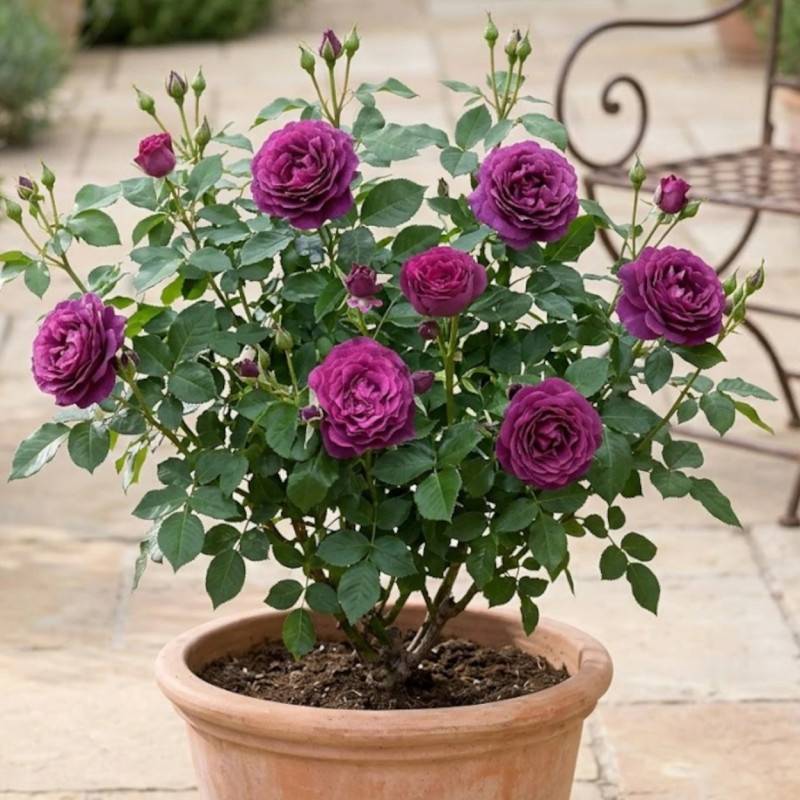 Rosier à fleurs groupées Blue Eden® 'Wekisosblip' à fleurs Rouge/Violette - feuillage Caduc - Pot de 3L - 20/40 cm - Image 5