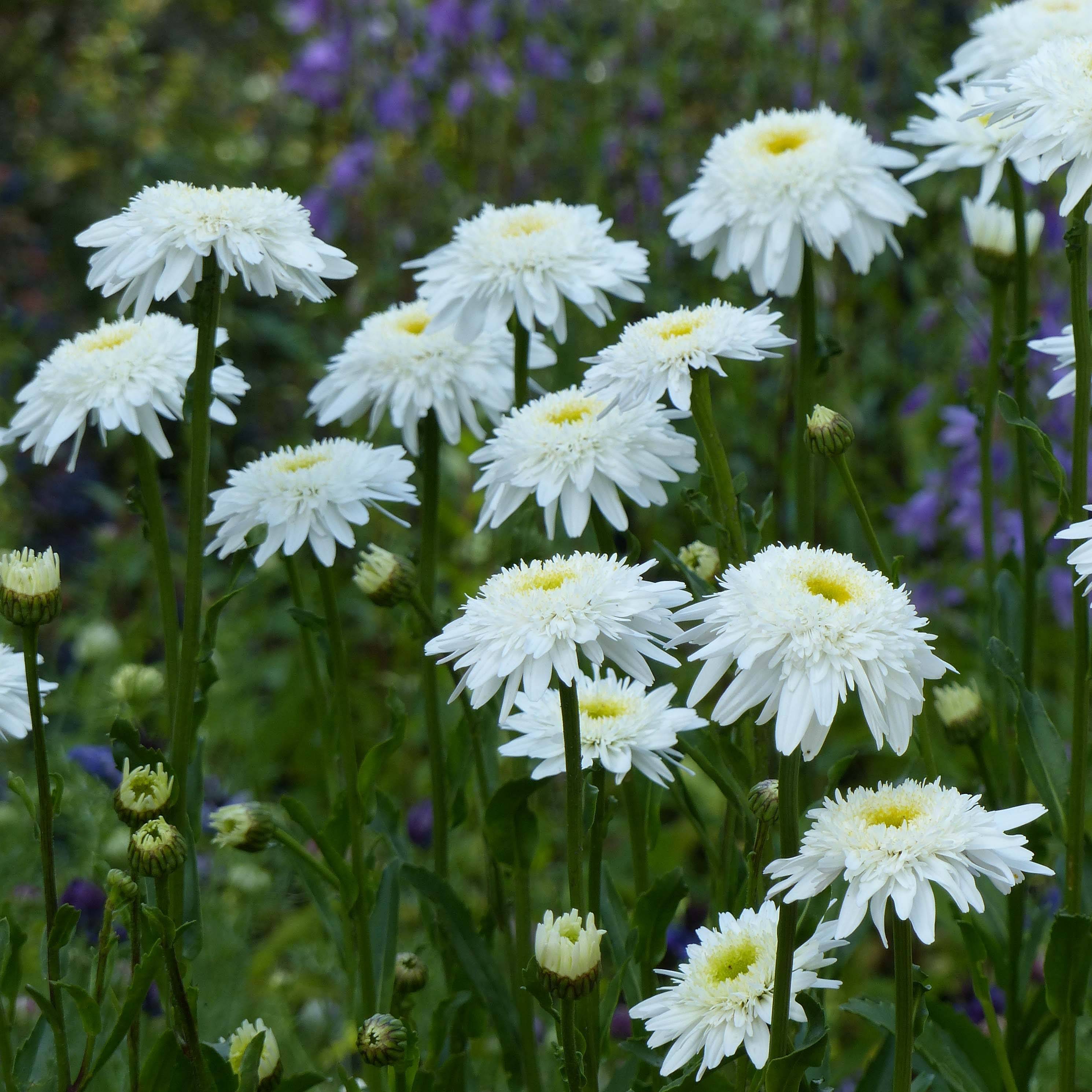Leucanthemum superbum Wirral Supreme - Grande Marguerite Godet de 7/8 cm