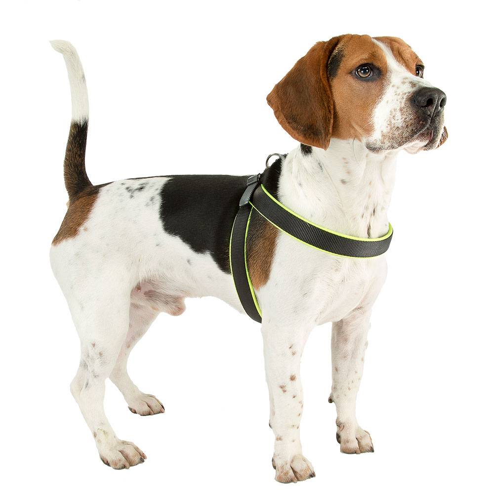 Ferplast - Ferplast Harnais ergonomique pour chiens AGILA FLUO 7, ajustement parfait, fermeture à double micro-régulation, rembourrage souple, A=B 63÷71 cm 25 mm - Imagen 7