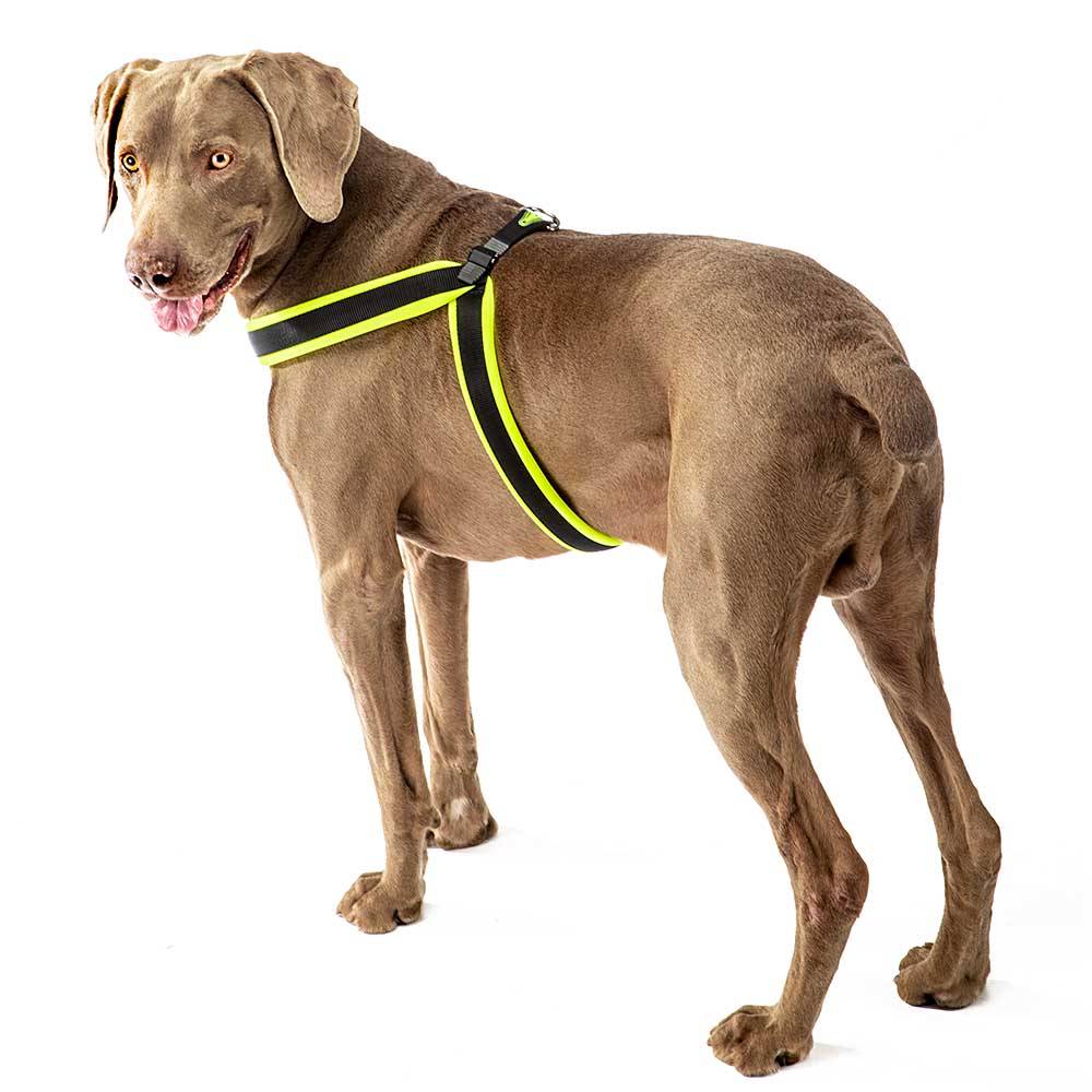 Ferplast - Ferplast Harnais ergonomique pour chiens AGILA FLUO 7, ajustement parfait, fermeture à double micro-régulation, rembourrage souple, A=B 63÷71 cm 25 mm - Imagen 4