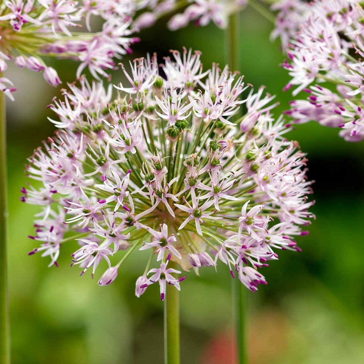 Promesse de Fleurs - Allium ampeloprasum - Poireau perpétuel Bulbe calibre 6+ (par 10)