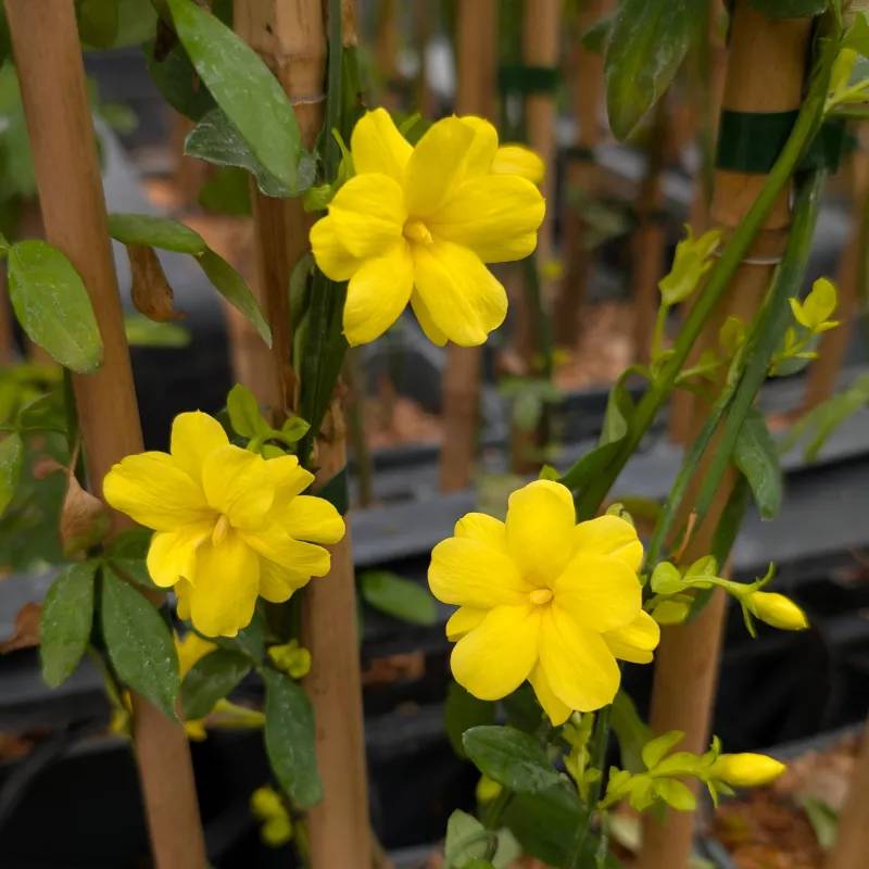 Jasmin primevère Gold Touch® à fleurs Jaune/ - feuillage Persistant - Godet
