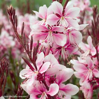 Gaura lindheimeri Cherry Brandy - Gaura de Lindheimer rose vif Godet de 8/9 cm