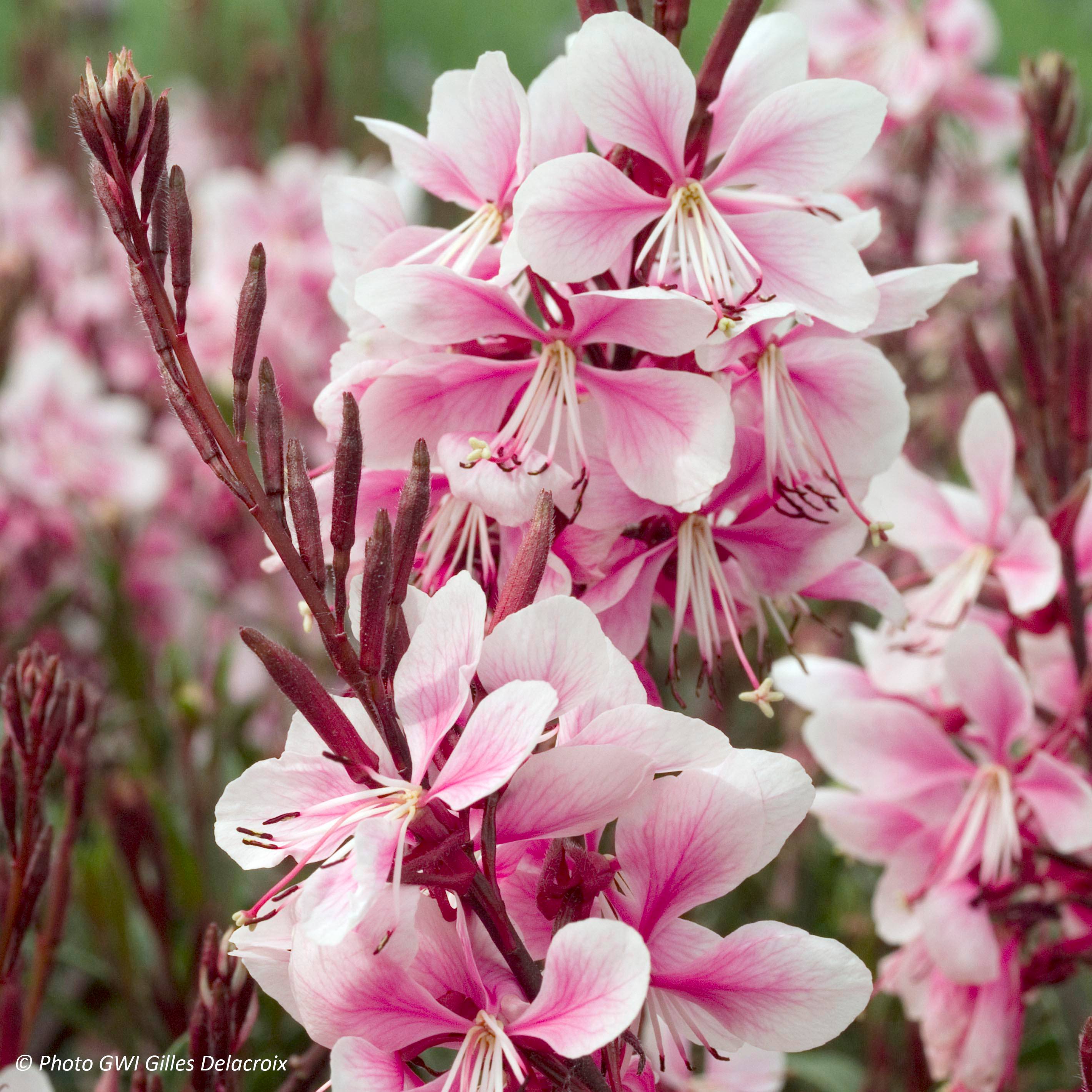 Gaura lindheimeri Cherry Brandy - Gaura de Lindheimer rose vif Godet de 8/9 cm