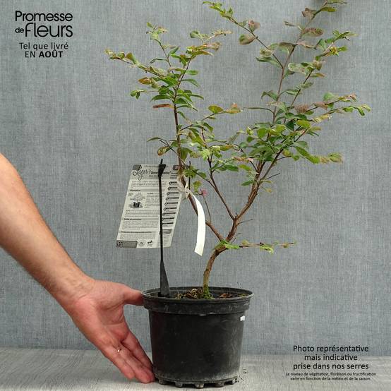Lagerstroemia indica Terre Chinoise - Lilas des Indes Pot de 3L/4L - Image 2