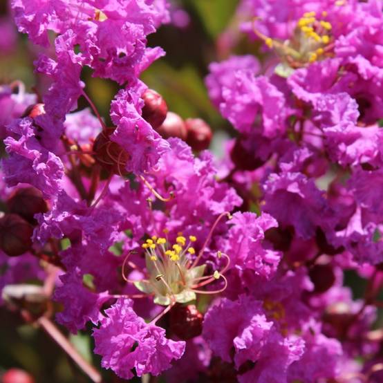 Lagerstroemia indica Terre Chinoise - Lilas des Indes Pot de 3L/4L - Image 1